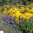 Wild flowers in Portugal